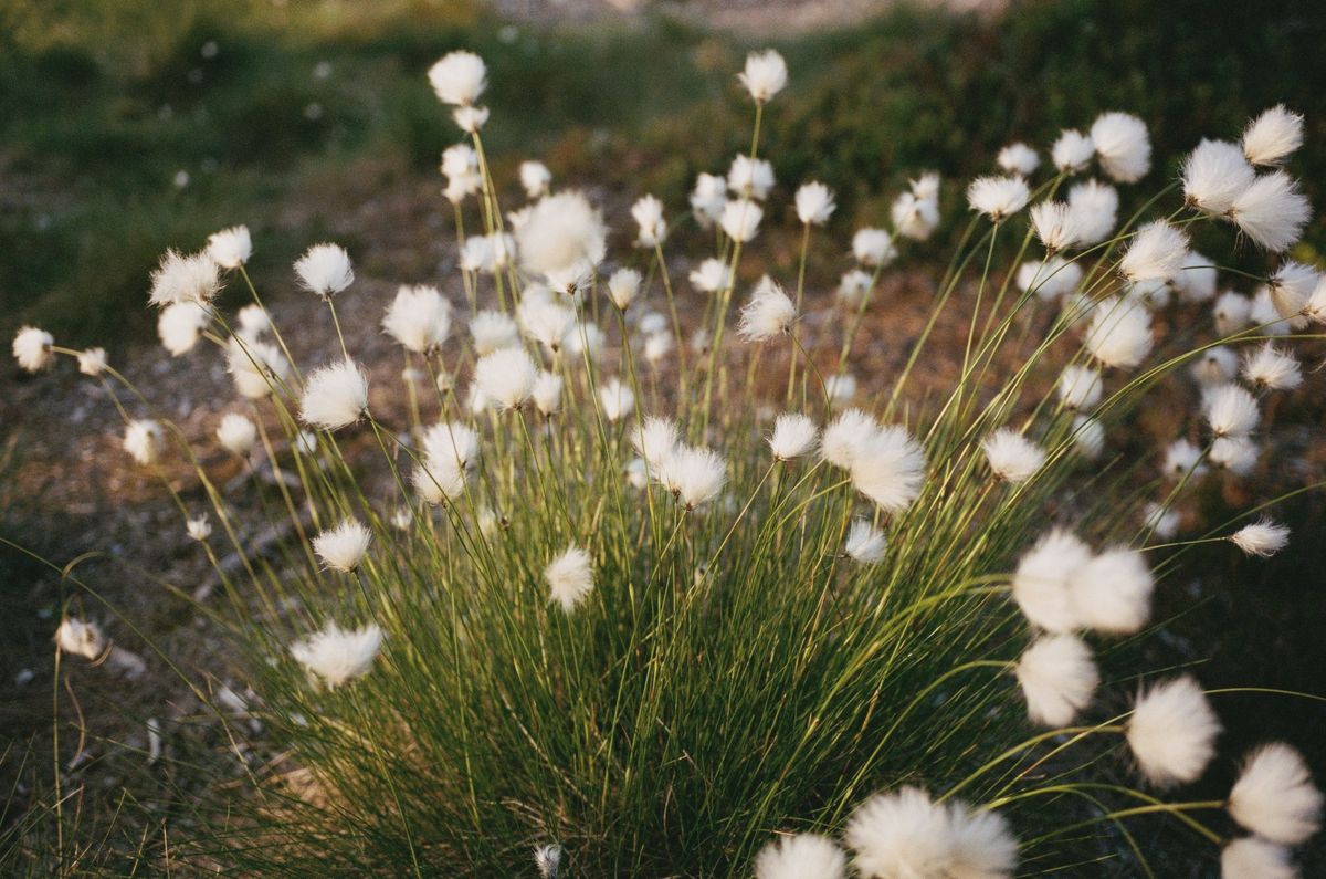 Cotton grass catching the evening light