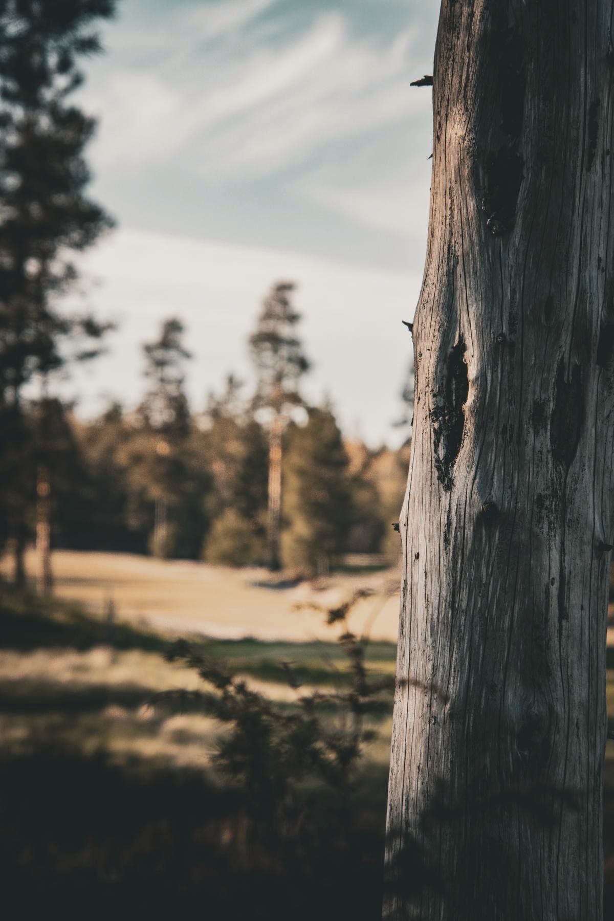 Old pine in evening light
