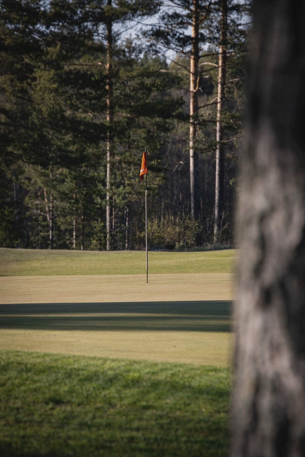 Flag framed by pine trunks