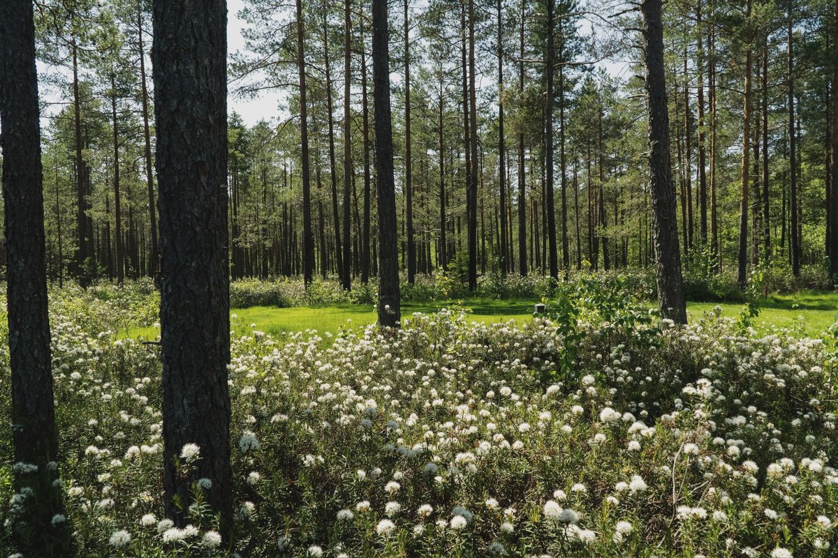 Labrador tea in bloom at the forest edge