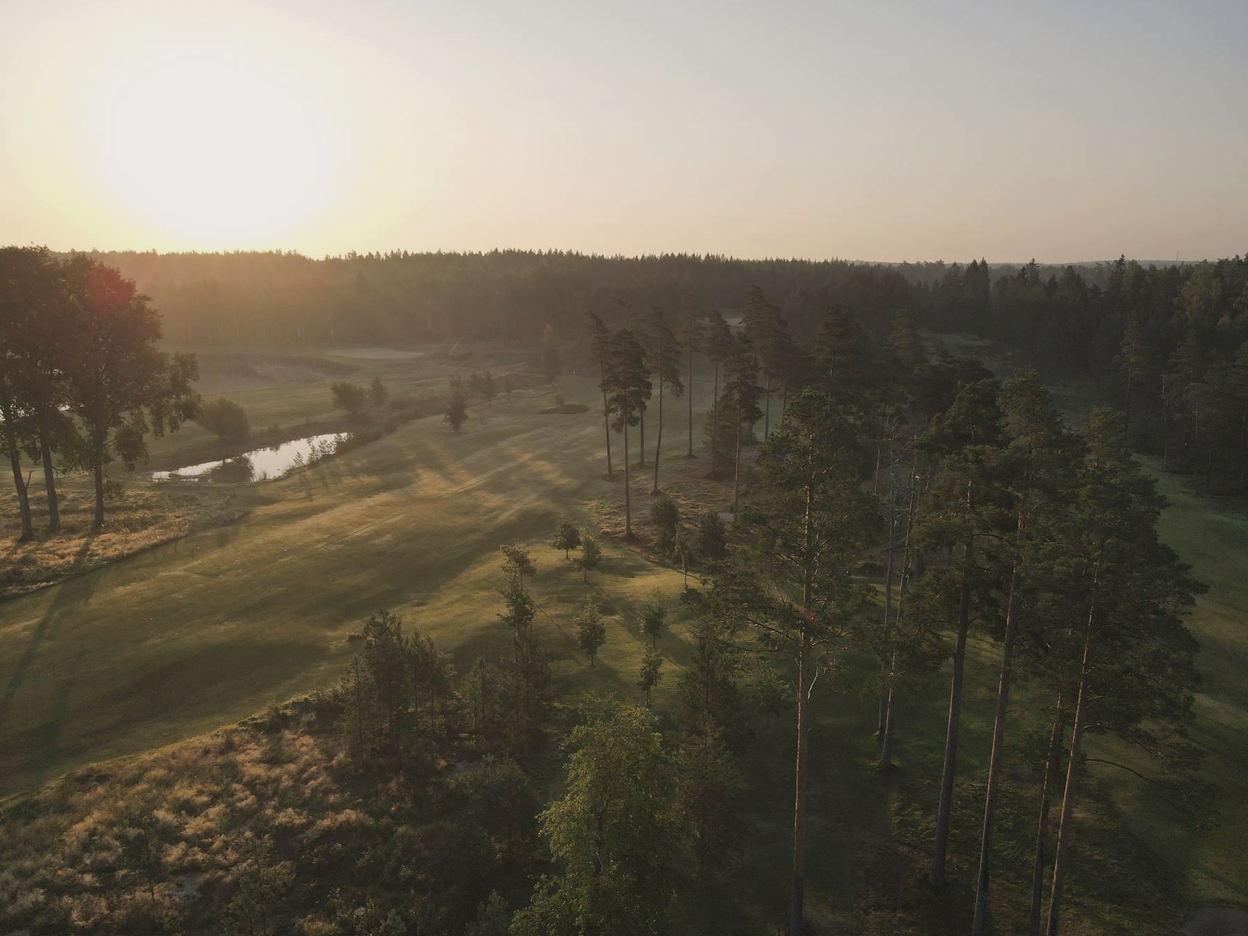Fog and a lone pine over the course at first light