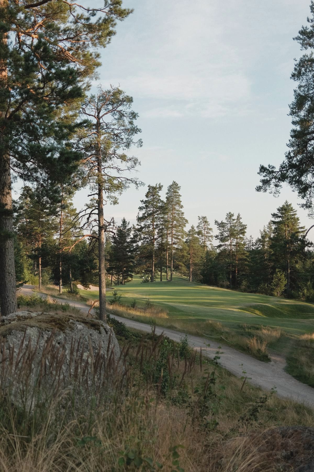 Fairway seen past a pine
