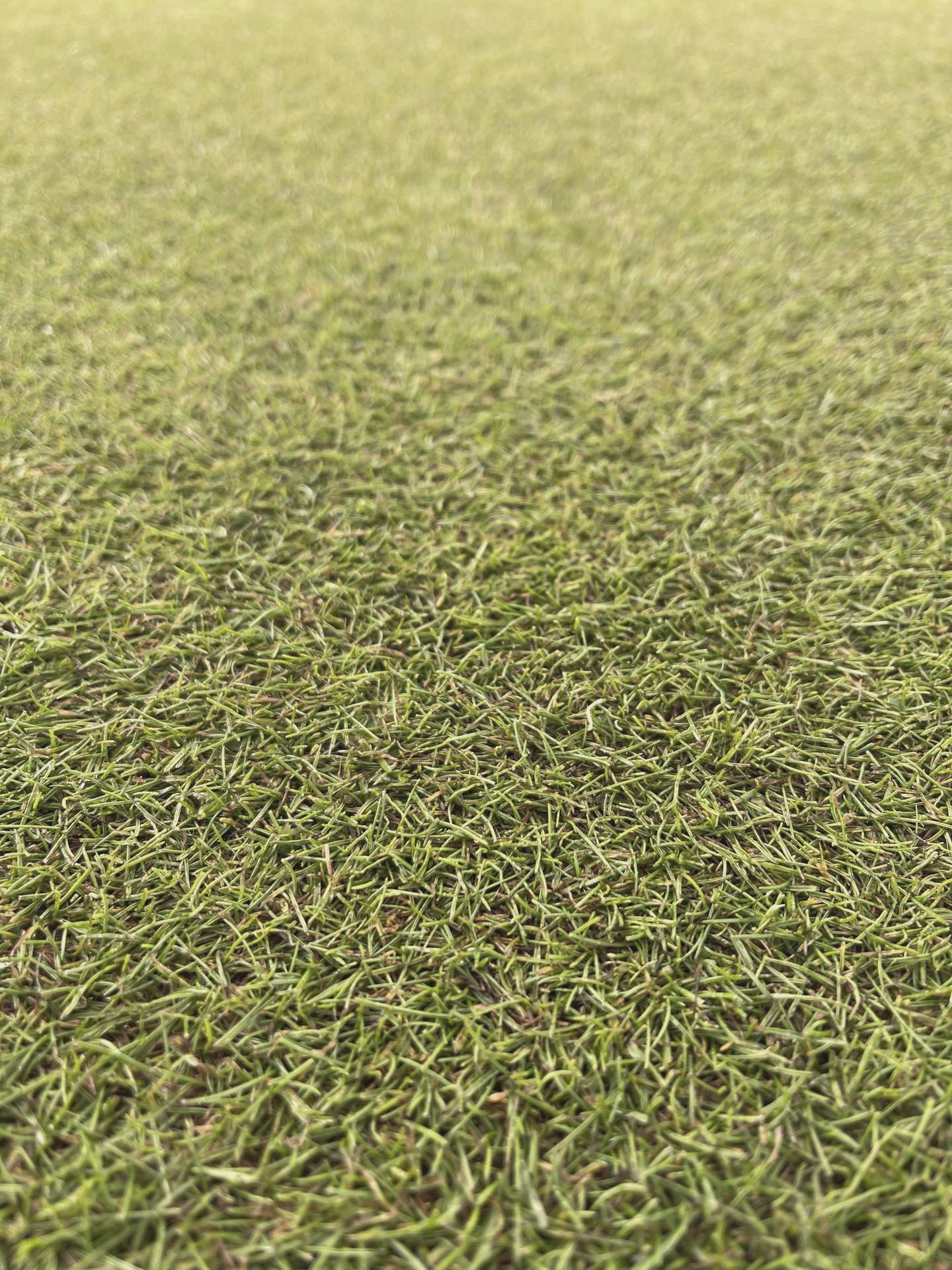 Turf close-up at Hirsala Golf